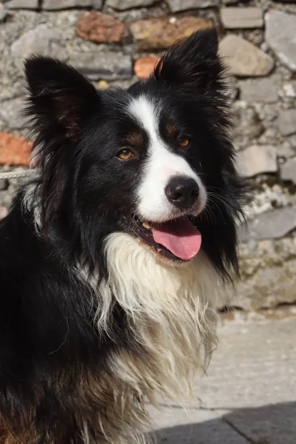 Hund