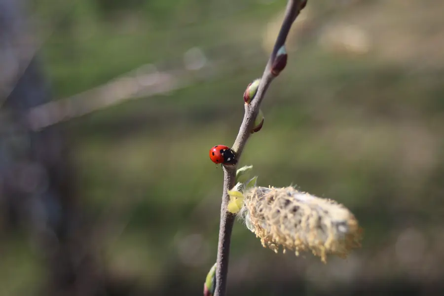 Marienchenkäfer
