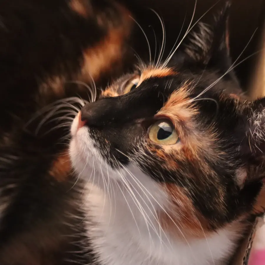 Katze